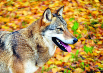Wolf Croatia Shutterstock