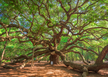 Angel Oak, Charleston, South Carolina