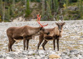 Muncho Lake, British Columbia, Canada