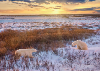 Polar bears, Churchill, Manitoba, Canada