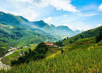 Golden and green terraced rice fields in the valley surrounded by mountains of Sapa