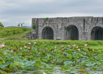 Lotus flowers outside the Ho Dynasty Citadel