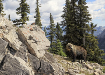 Grizzly bear in Banff National Park, Alberta, Canada, in Alberta's Rockies