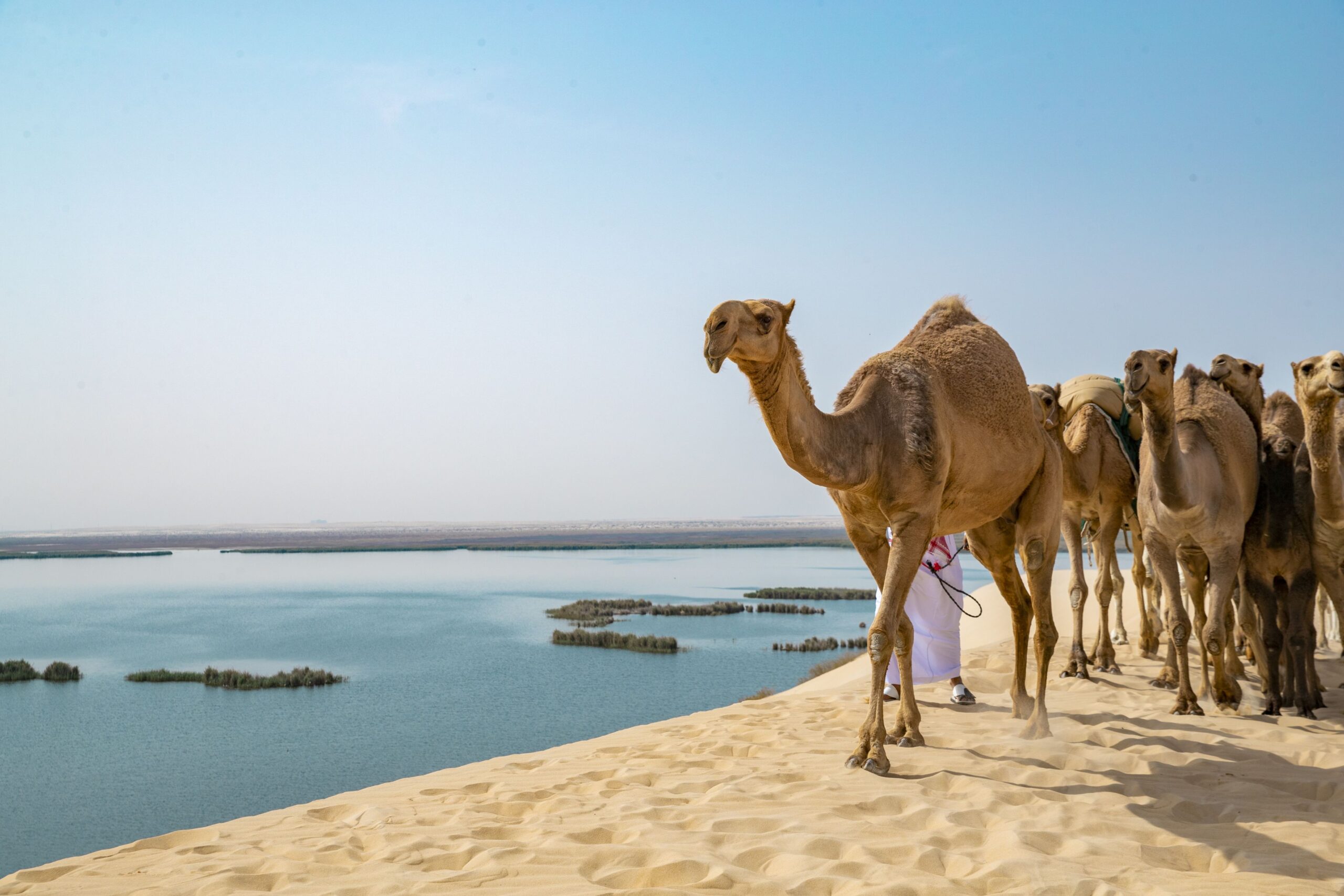 Camels walking in the desert next to a pound