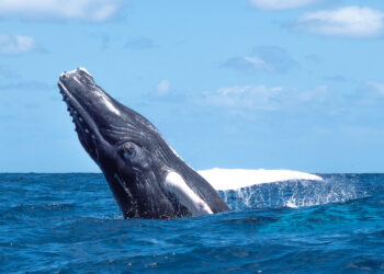 Humpback-whale-Caribbean-breaching-Dominican Republic-Aqua-Firma. Ralph Pannell