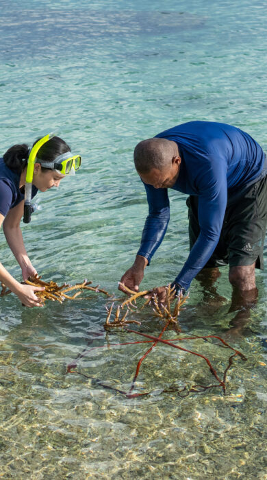 Two people planting corals in the ocean