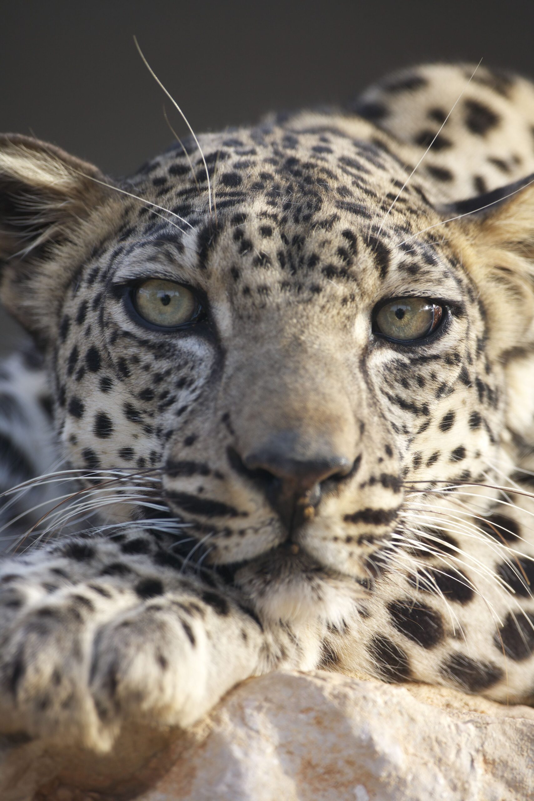 Headshot of a Cheetah
