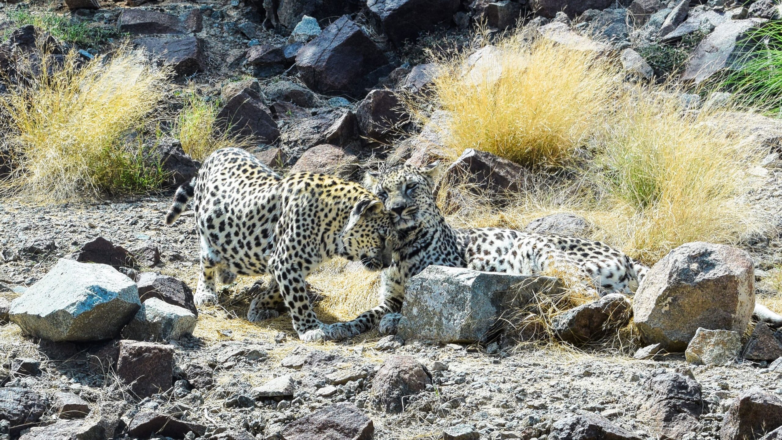A cheetah walking across the rocks