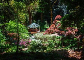 Japanese garden with lake in Batumi Botanical Garden