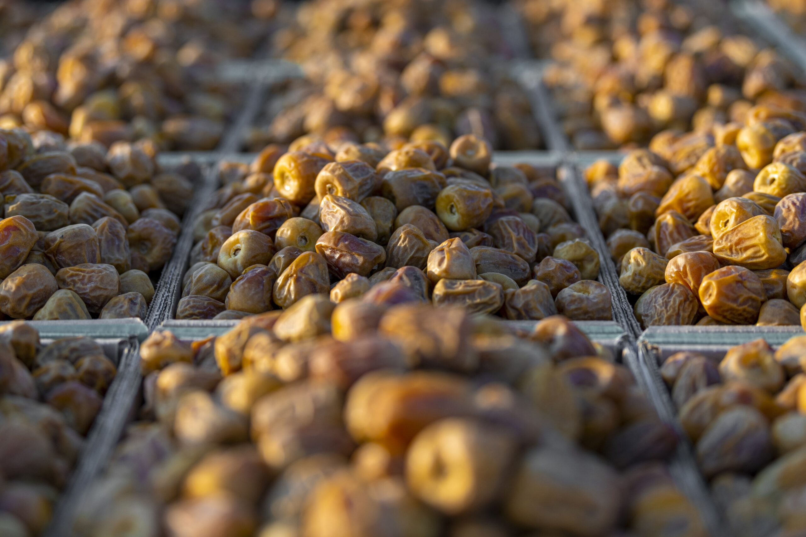 Dates in trays placed in rows