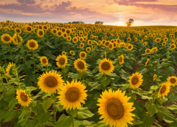 Sunflower farm in Kansas, USA