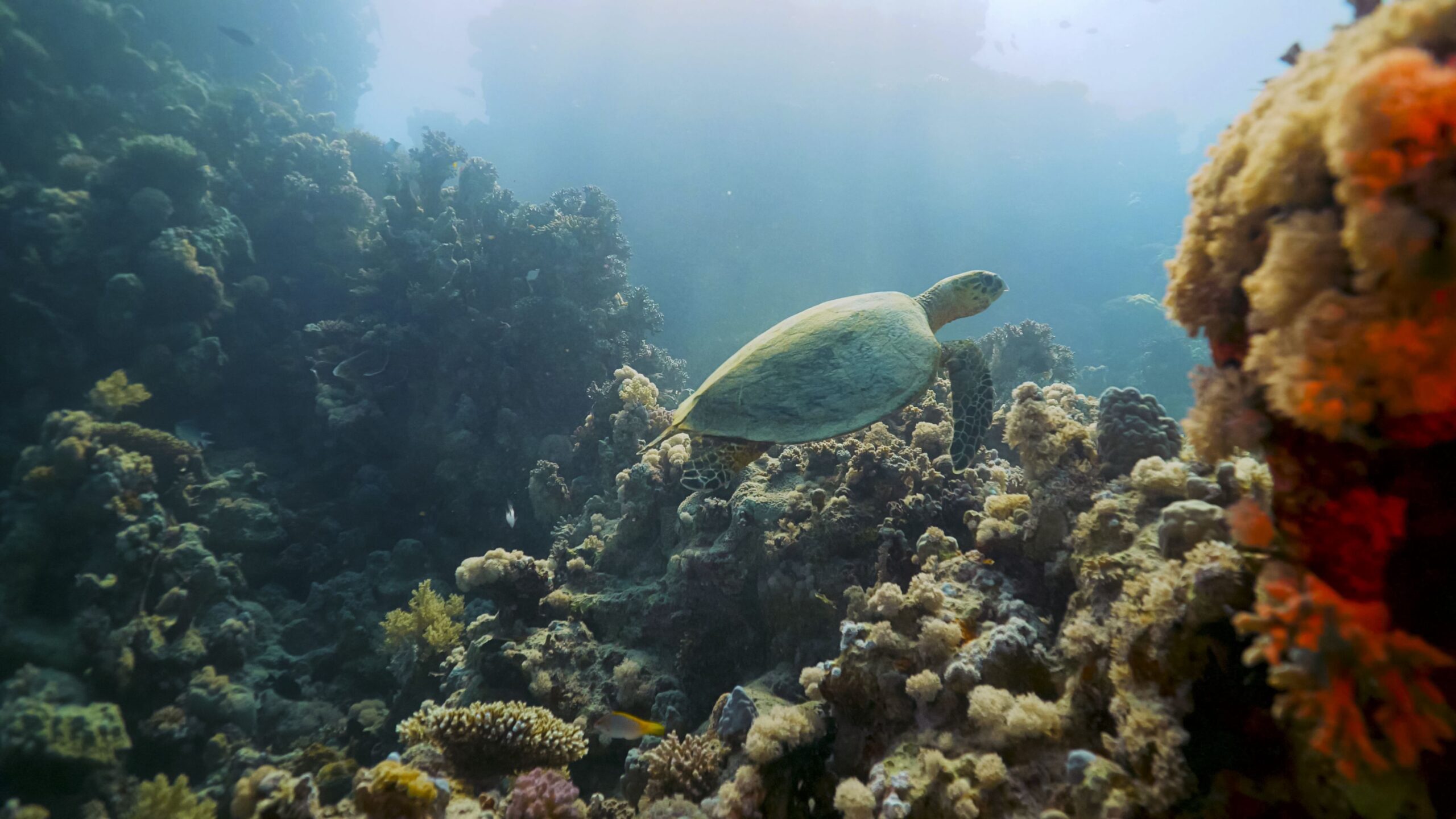 Turtle in the sea swimming next to the corals