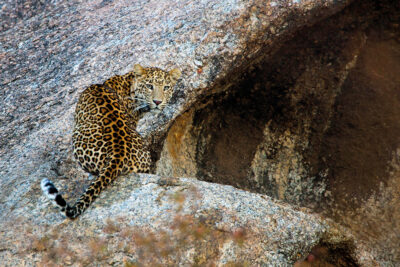 Leopard looking at the camera in Jawai, India