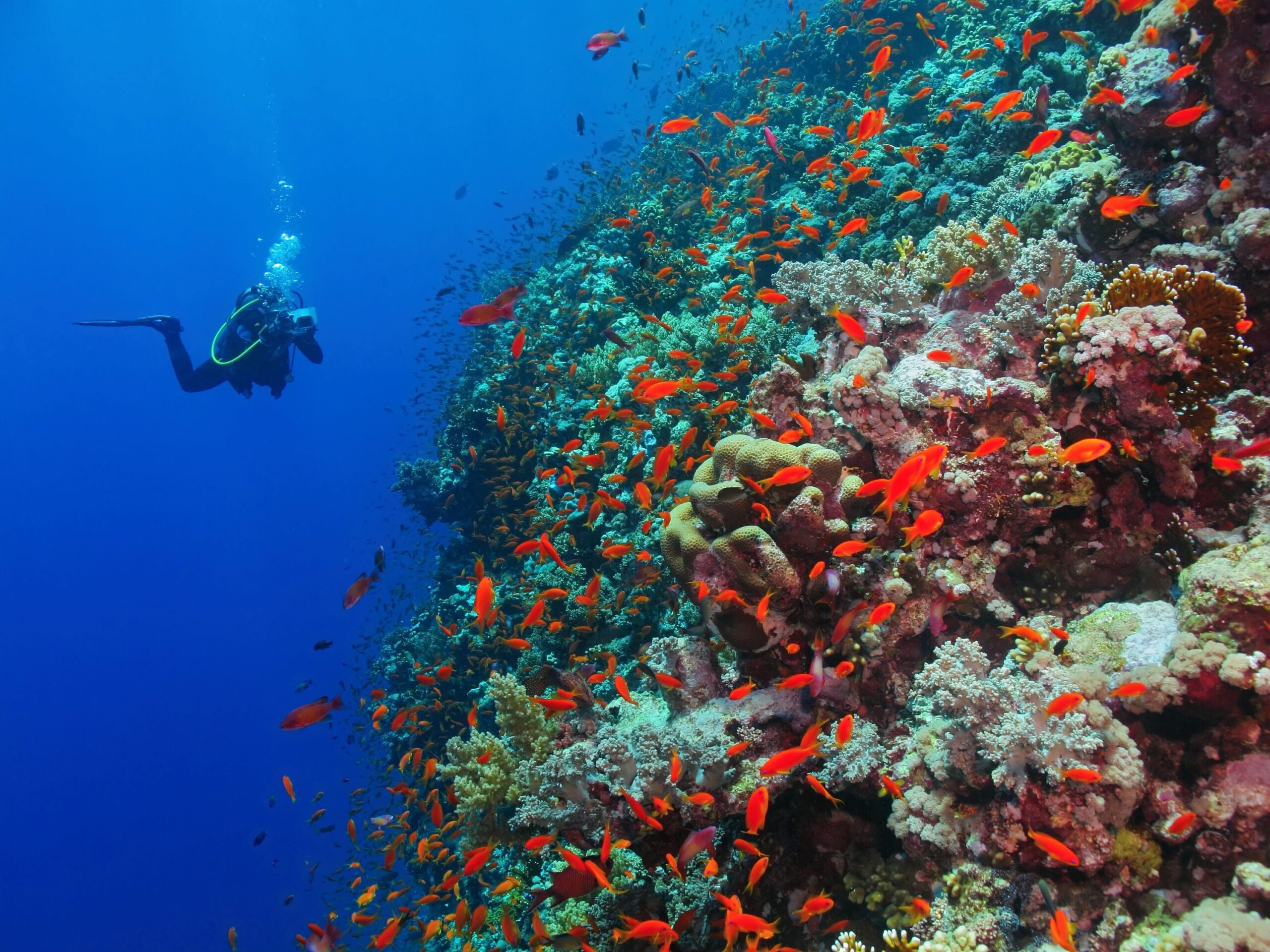 A diver taking pictures of red fishes swimming next to the corals