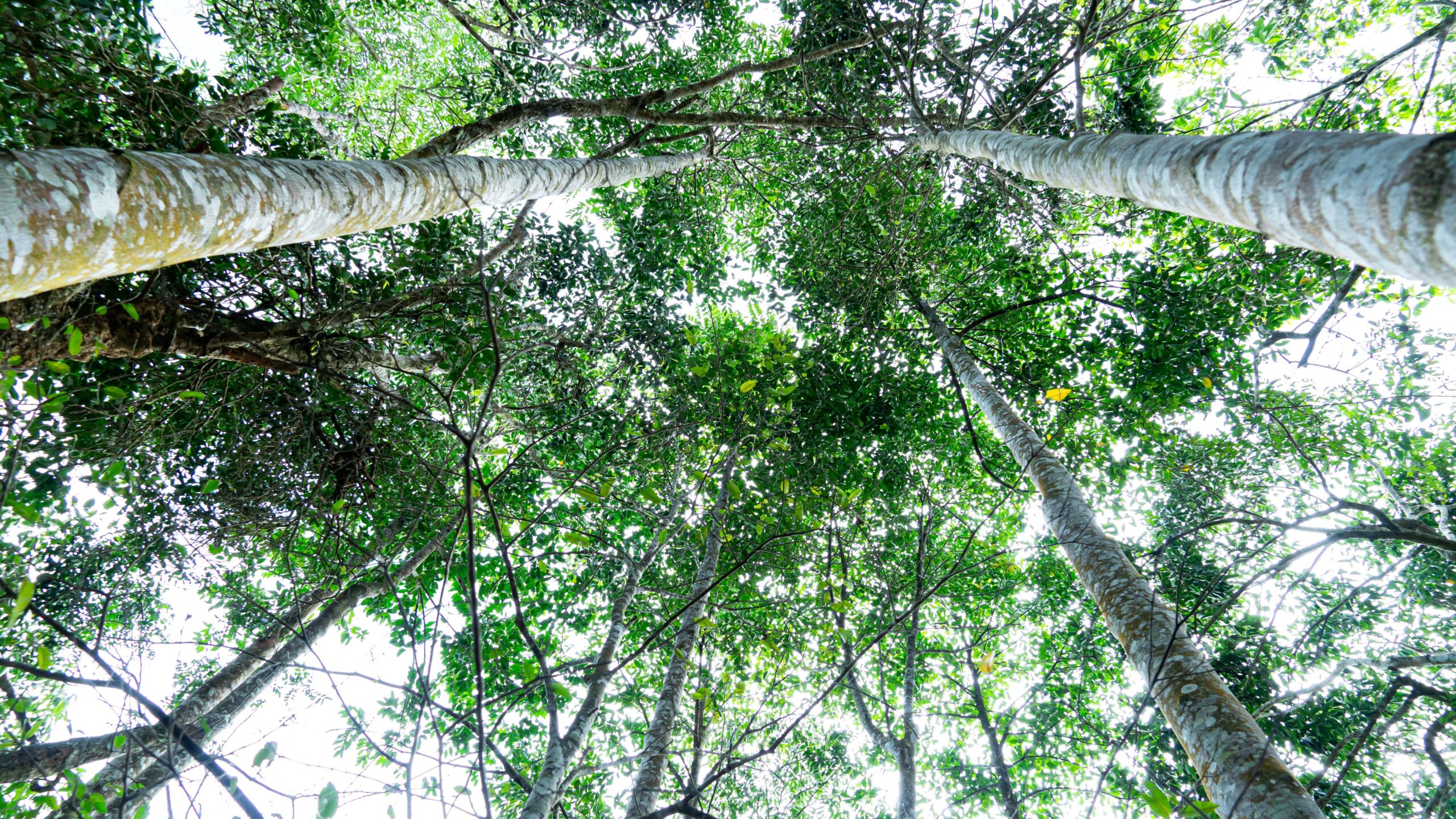 Trees