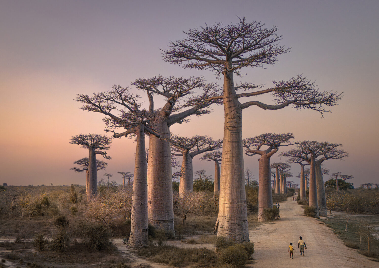 Jonathan Sagar, Baobab Alley