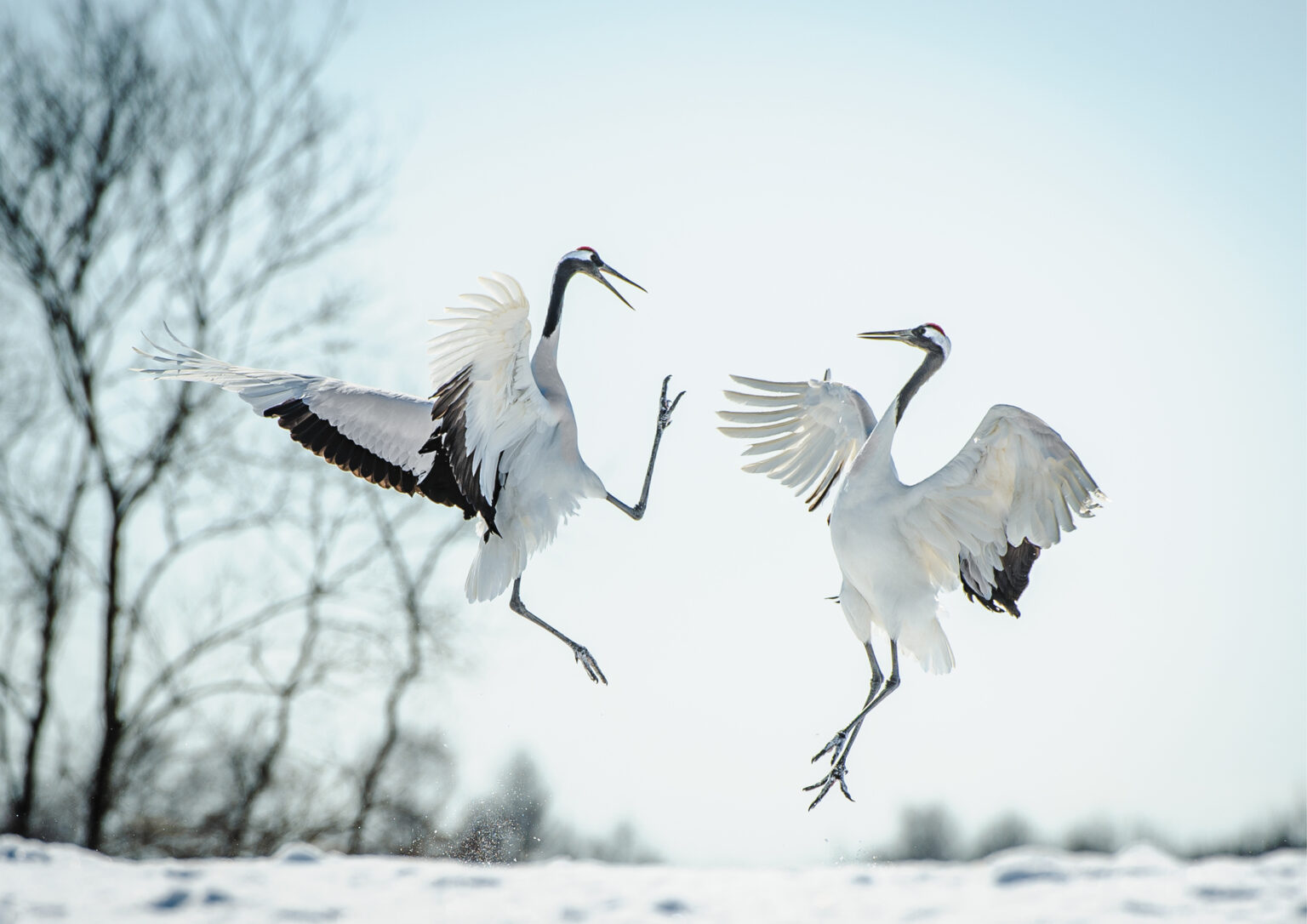 Ray Hems, Dancing Cranes
