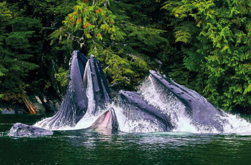 If you’re lucky, you might spot humpbacks bubble-net feeding, a process that involves a whale blowing bubbles from its blowhole to stun and trap its prey (Alamy)
