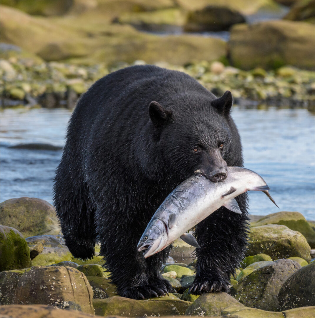Black bear with fish in Port Hardy Vancouver Island