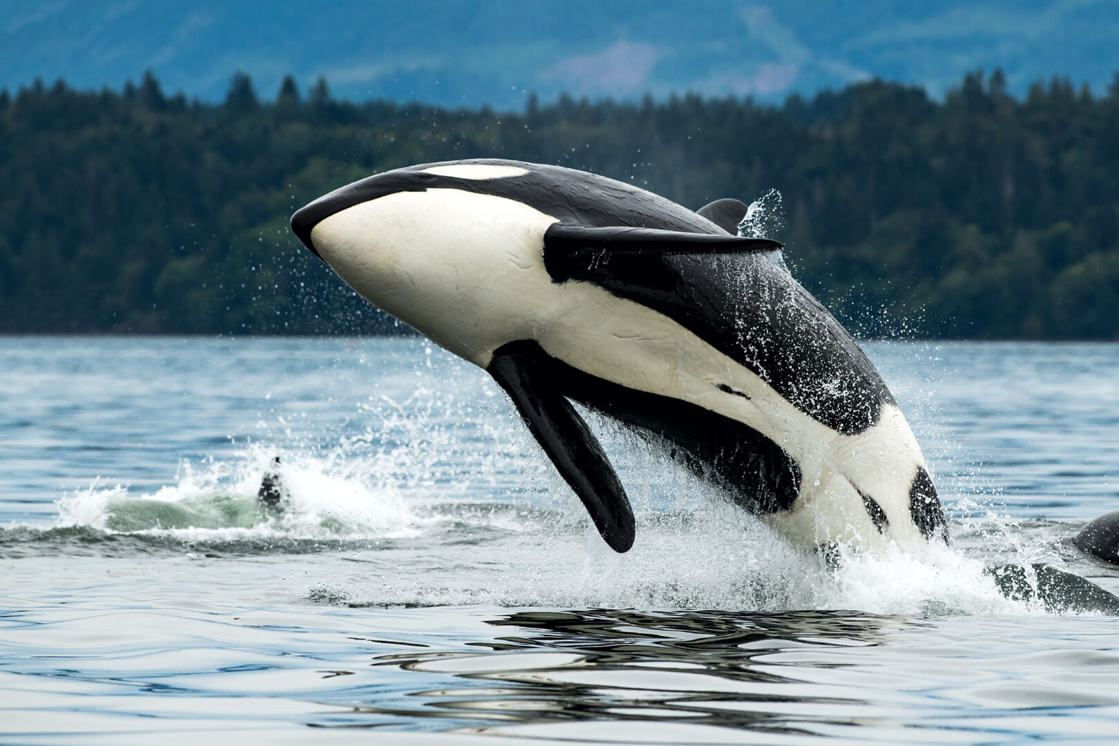 Orca jumping out of sea off of Vancouver Island